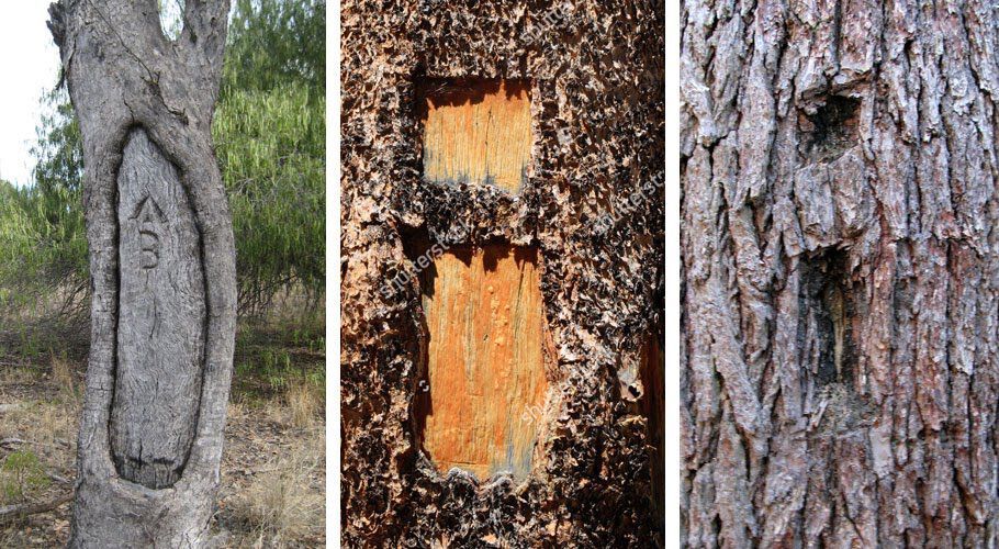 Ağaca Kazınan İşaretler