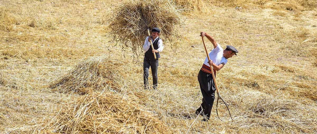 Altınköy Ekin Hasadı