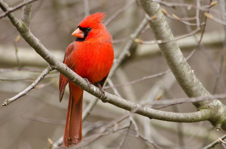 Bayağı Kardinal Kuşu (Cardinal cardinalis)