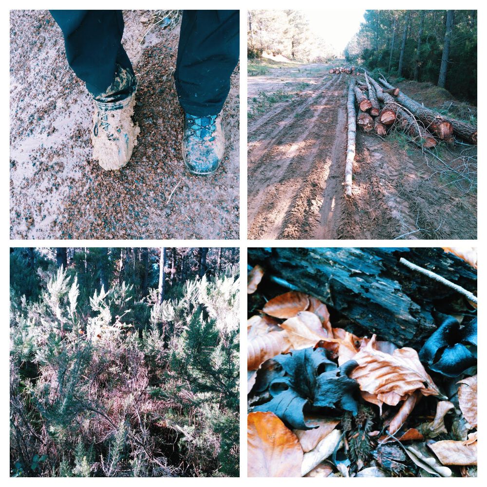 Sinop Merkez – Akliman – Hamsilos – İnceburun – Sarıkum Köyü