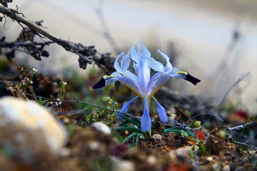 Nevruz Çiçeği