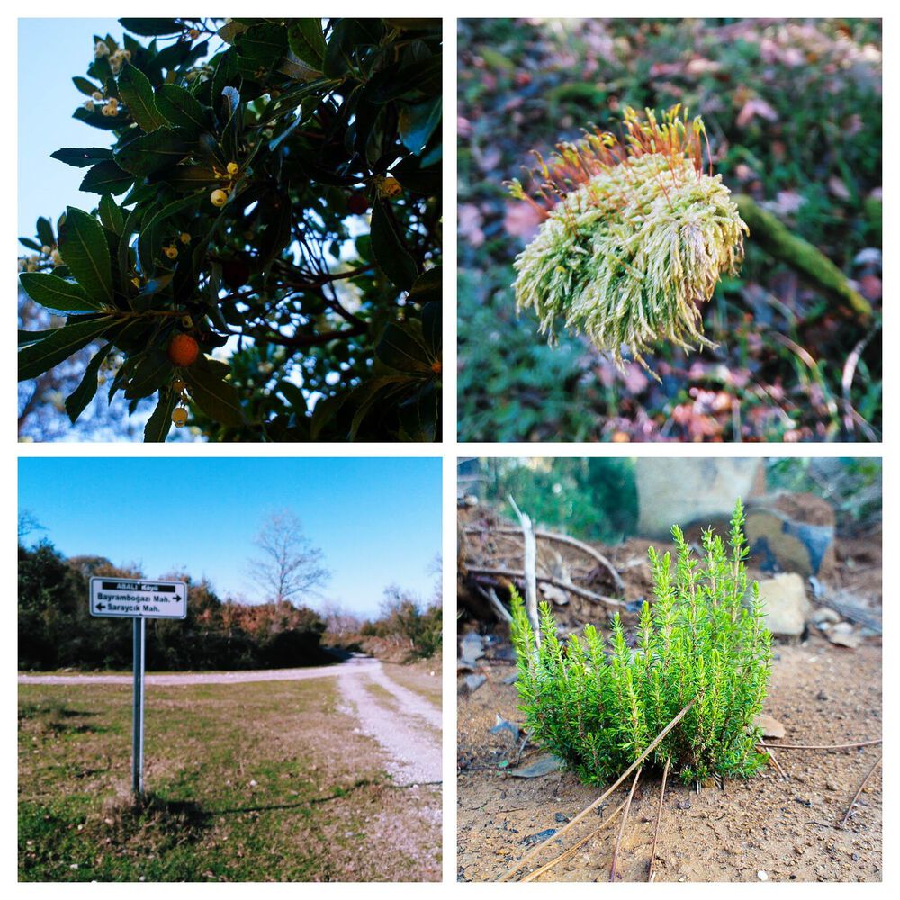 Sinop Merkez – Akliman – Hamsilos – İnceburun – Sarıkum Köyü