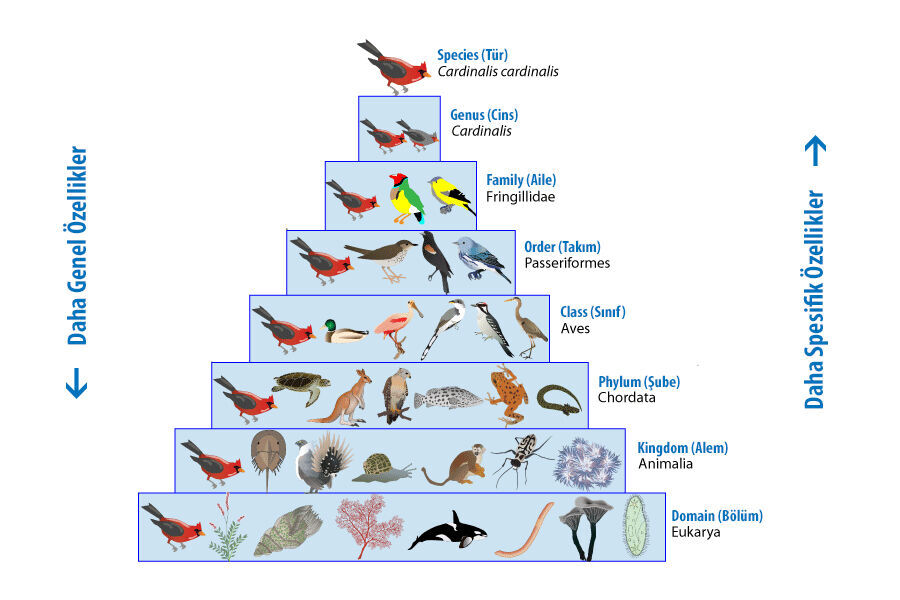 Taksonomi - Canlıların Sınıflandırılması